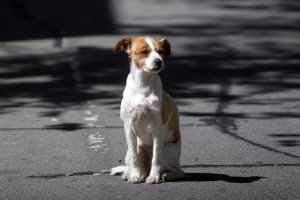 Facultad de Veterinaria desarrolló vacuna para aliviar el dolor crónico en perros