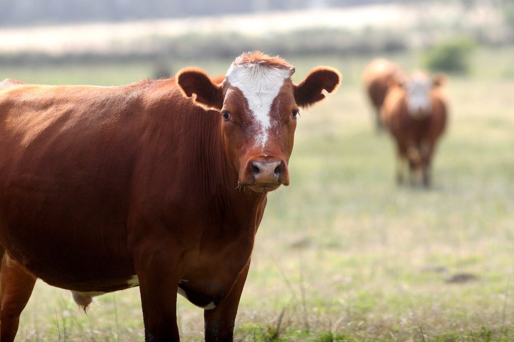 Liquidación de impuestos agropecuarios: Vencimientos octubre | Análisis del Estudio Posadas