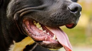 Preocupa el aumento de ataques de perros en Rocha