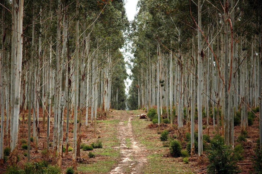 La forestación propone nuevo salto en crecimiento