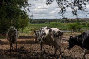 Intoxicación y síntomas severos en el ganado por consumo de alfalfa