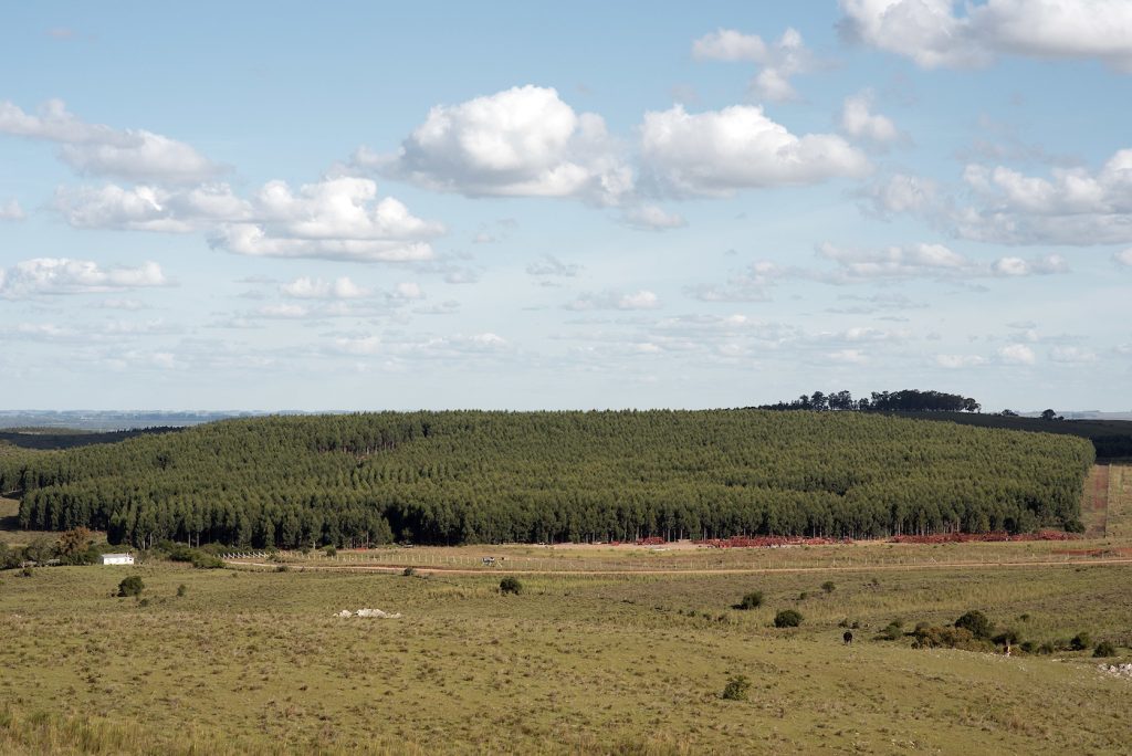 Presidenta de la Sociedad de Productores Forestales: Uruguay tiene capacidad para avanzar 500 mil hectáreas en forestación