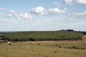 Presidenta de la Sociedad de Productores Forestales: Uruguay tiene capacidad para avanzar 500 mil hectáreas en forestación