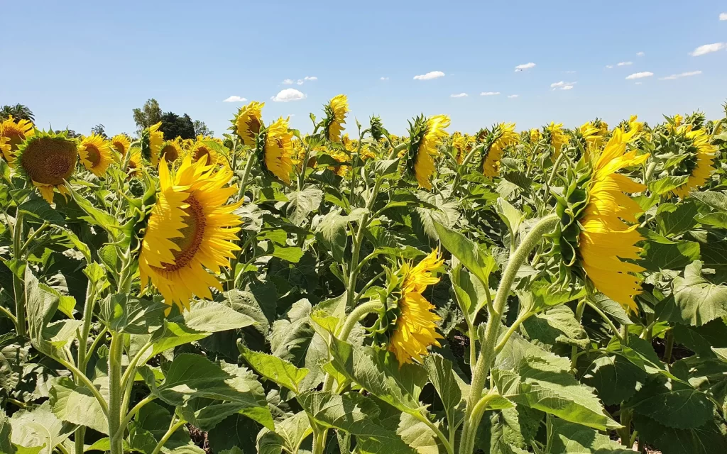 Cousa advierte oportunidad para el girasol, con un plan comercial “transparente”