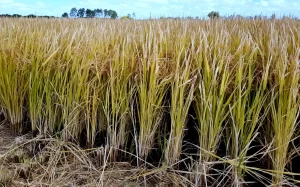 Avance de siembra de arroz está “rezagado” y llega al 60%, según la ACA