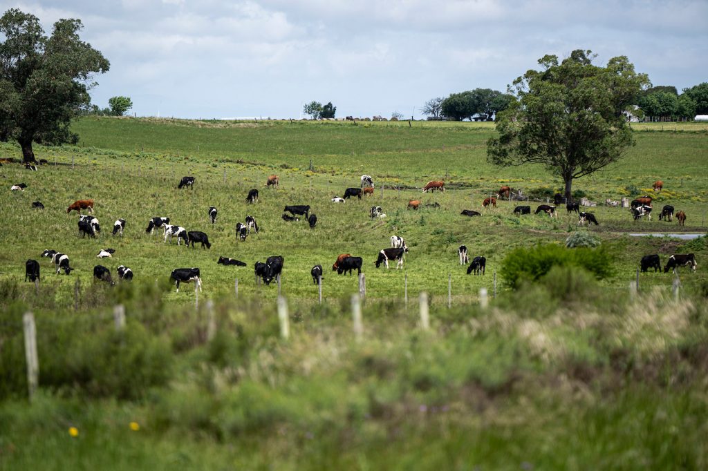 Lechería, industrias cárnicas, gremialismo agropecuario y más: el Valor Agregado de este lunes