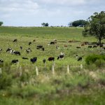 Lechería, industrias cárnicas, gremialismo agropecuario y más: el Valor Agregado de este lunes