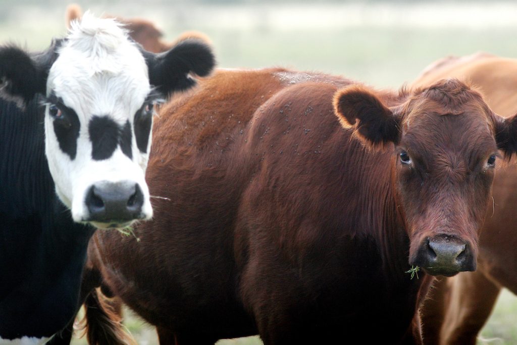 Mercados, agricultura y más: el Valor Agregado de este martes