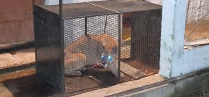 Ayer por la noche fue capturado el puma que se había escapado de la reserva de Pan de Azúcar