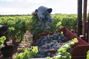 El sábado 9 se celebrará en Las Piedras la tercera edición de La Fiesta Capital de la uva y el vino