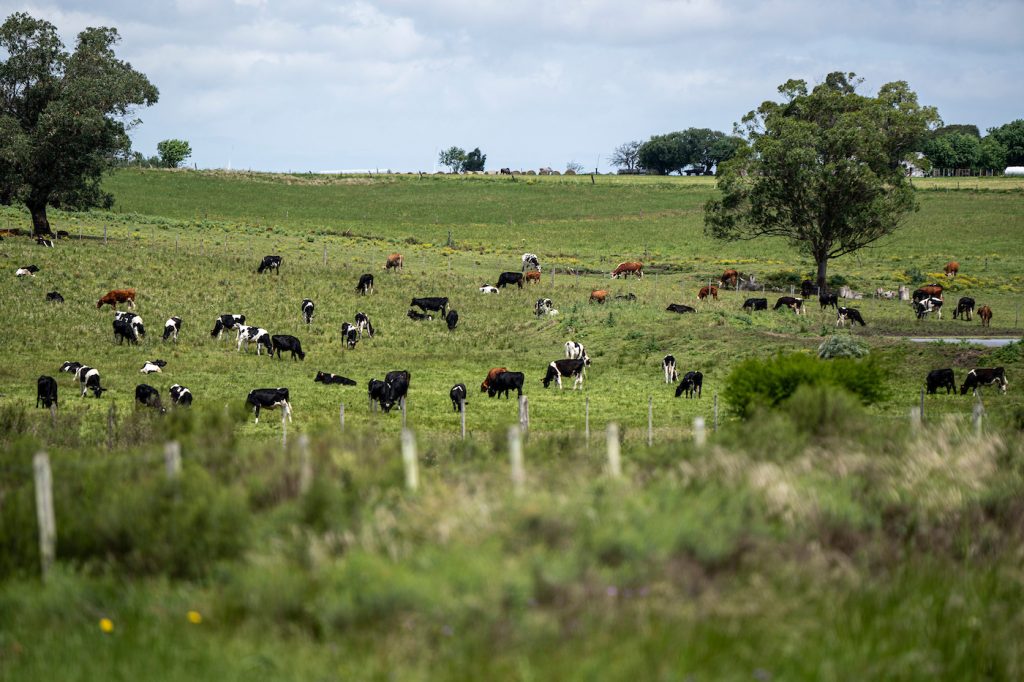 Nuevos datos de producción agrícola de DIEA