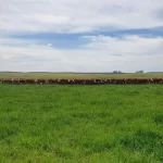 Sanidad, ganadería y más: el Valor Agregado de este viernes