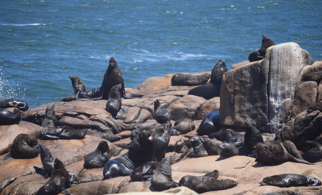 Premio L’Oréal-Unesco: Investigación encabezada por la científica Valentina Franco-Trecu buscará determinar cómo el mercurio afecta a los lobos y leones marinos que viven en las costas uruguayas