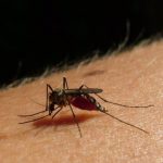 Preocupación en Salto por importante cantidad de mosquitos: Autoridades piden extremar los cuidados