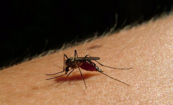 Preocupación en Salto por importante cantidad de mosquitos: Autoridades piden extremar los cuidados