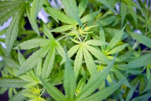 ¿Qué tan extendido está el uso de cannabis en Medicina en Uruguay?