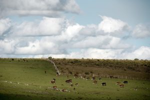 Agricultura, mercados y forestación: el Valor Agregado de este miércoles