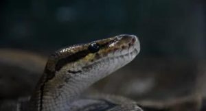 Alternatus Uruguay inaugurará un nuevo centro en Piriápolis que albergará más de 200 animales