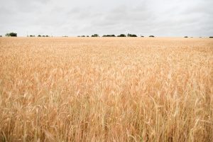 Se viene una cosecha récord de granos