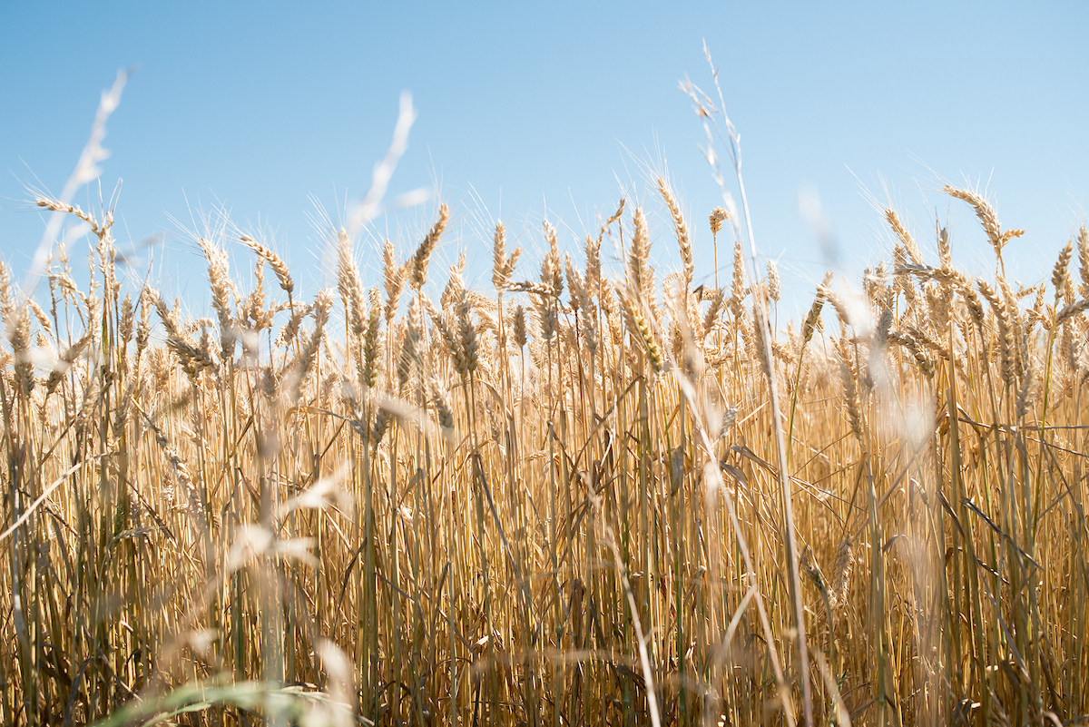 Si se trata de crecer, la agricultura responde