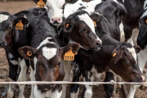 Ganadería, mercados, agricultura y más: el Valor Agregado de este jueves