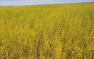 Tras balance “muy positivo”, LDC lanza plan con premios para incentivar la camelina