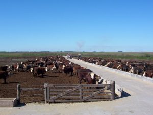 “Es el año del corral”: Ferrés destacó márgenes positivos para el engorde a granos