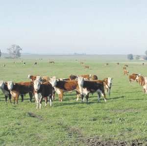 Tierras ganaderas en el noreste argentino desde 1200 dólares la hectárea