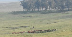 Conteo oficial revela 19.000 vacunos en República Ganadera
