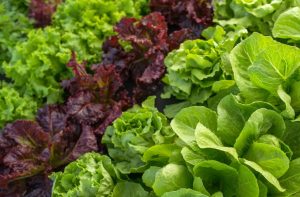 ¿Qué comemos hoy?: La UAM recomienda el consumo de lechuga, calabacín, membrillo, ajíes, papa y mandarina