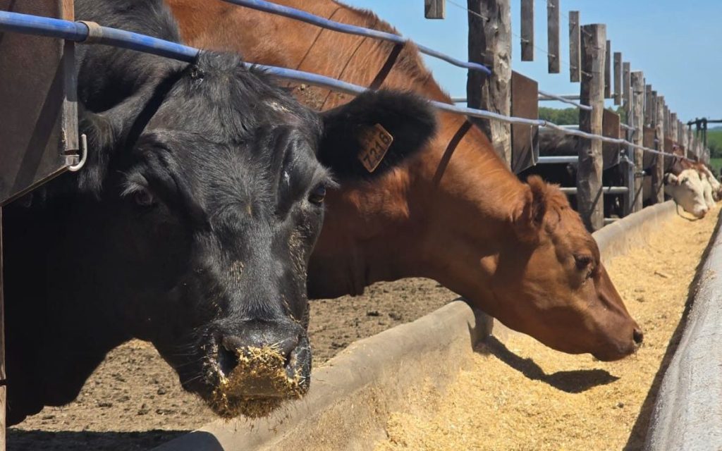 Tendencias en el mercado de carnes llevan a un cambio en toda la cadena, dijo Miguel de Achával