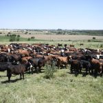 GanaderIA: El emprendimiento uruguayo que lleva la balanza al campo con drones e inteligencia artificial