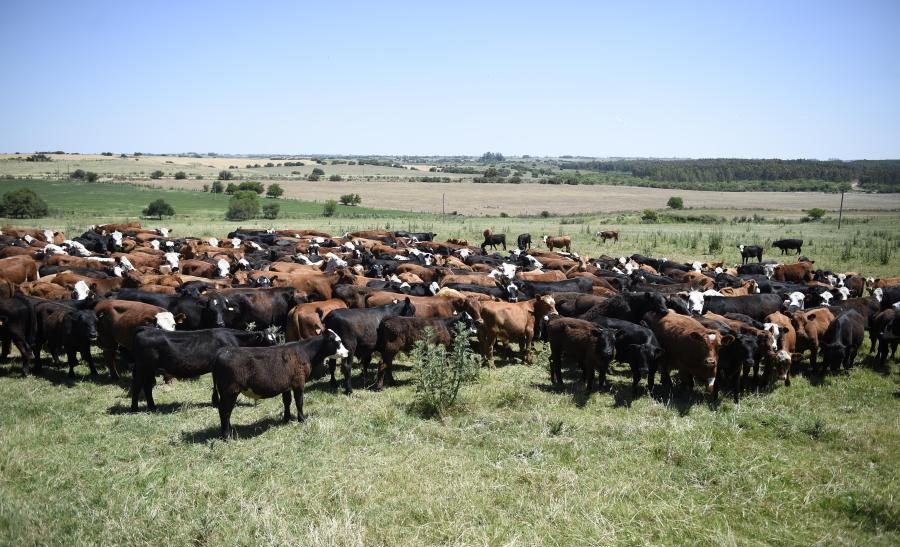 GanaderIA: El emprendimiento uruguayo que lleva la balanza al campo con drones e inteligencia artificial