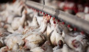 El MGAP refuerza medidas ante focos de gripe aviar detectados en el sur de Brasil