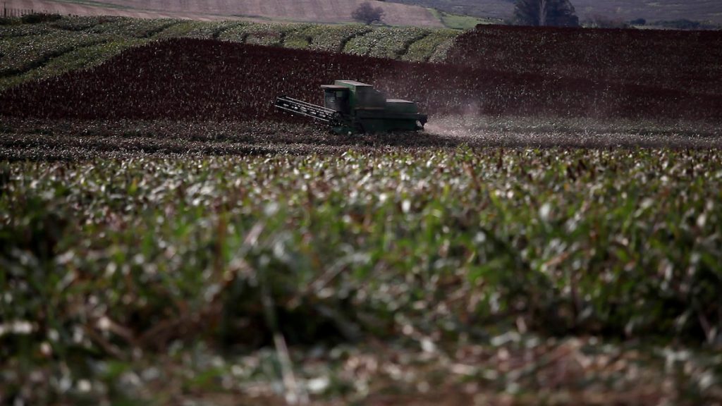 Se retomaron las cosechas después de las lluvias