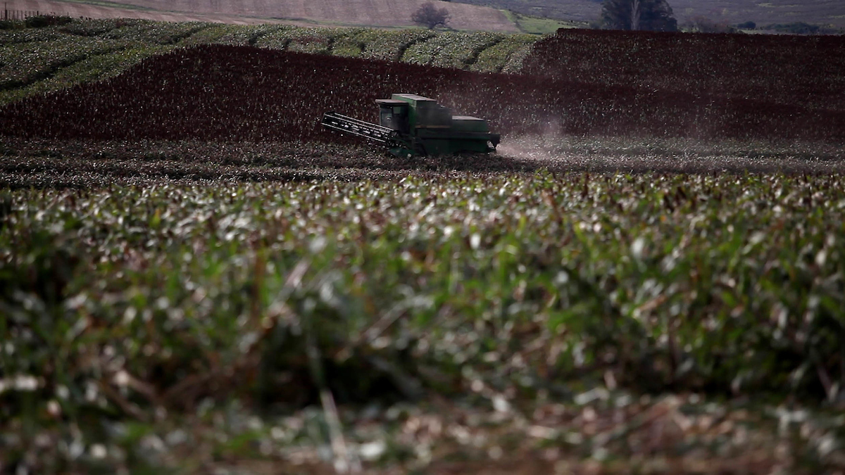 Se retomaron las cosechas después de las lluvias
