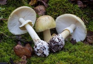 Un niño de 11 años está internado en CTI por intoxicación con hongos venenosos en Maldonado
