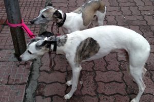 Maltrato animal en el centro del debate: INBA pide reformas legales y sanciones más severas