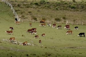 La participación de Uruguay en China, lechería y mercados: el Valor Agregado de este martes