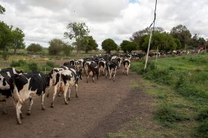 Gremiales lecheras apoyan a Colonización