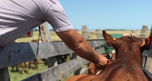 Uruguay avanza hacia el desarrollo de una vacuna contra la garrapata con respaldo público-privado