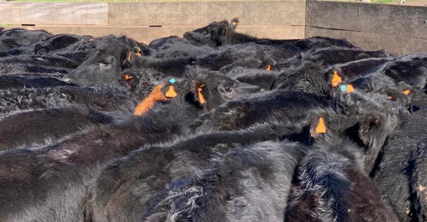 Aranceles a Australia reacomodan mercados y favorecen a Uruguay