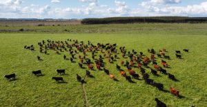 Conexión Ganadera: Prórroga para el síndico y formalizaciones penales en camino