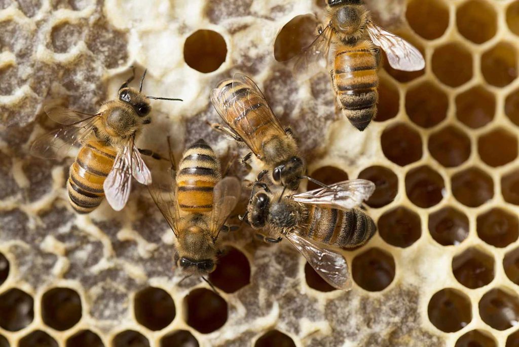 De las colmenas al mundo: la apuesta de Nectar Bee por calidad, tecnología y trazabilidad