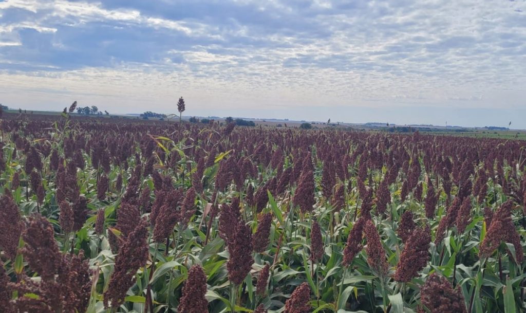 China acelera compras de raigrás y sorgo uruguayo por impacto de la guerra comercial