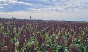 China acelera compras de raigrás y sorgo uruguayo por impacto de la guerra comercial