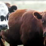 Venta del ganado de Conexión Ganadera, agricultura, lechería y más: el Valor Agregado de este martes Venta del ganado de Conexión Ganadera, agricultura, lechería y más: el Valor Agregado de este martes