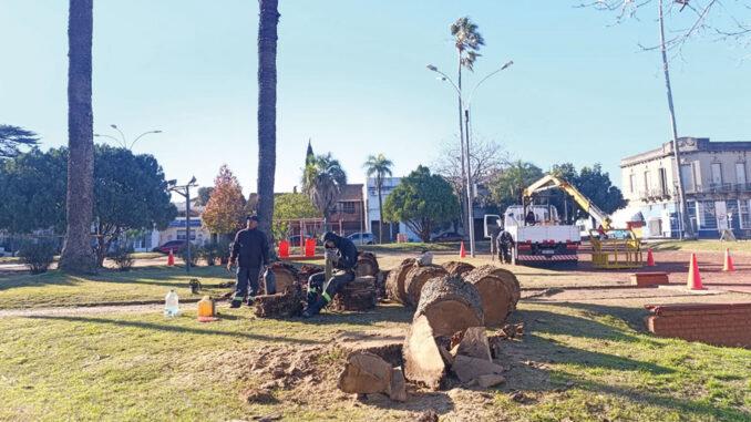 Alerta en Paysandú: picudo negro ataca masivamente palmeras del centro de la capital departamental