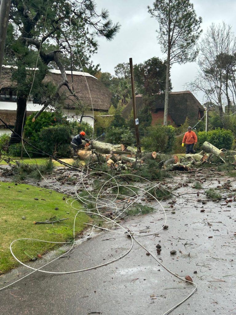 Maldonado: rachas de vientos de hasta más de 120 km/h dejaron árboles caídos y hogares sin luz