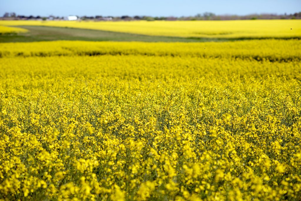 Se duplica el área de colza